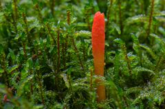 Puppen-Kernkeule (Cordyceps militaris)