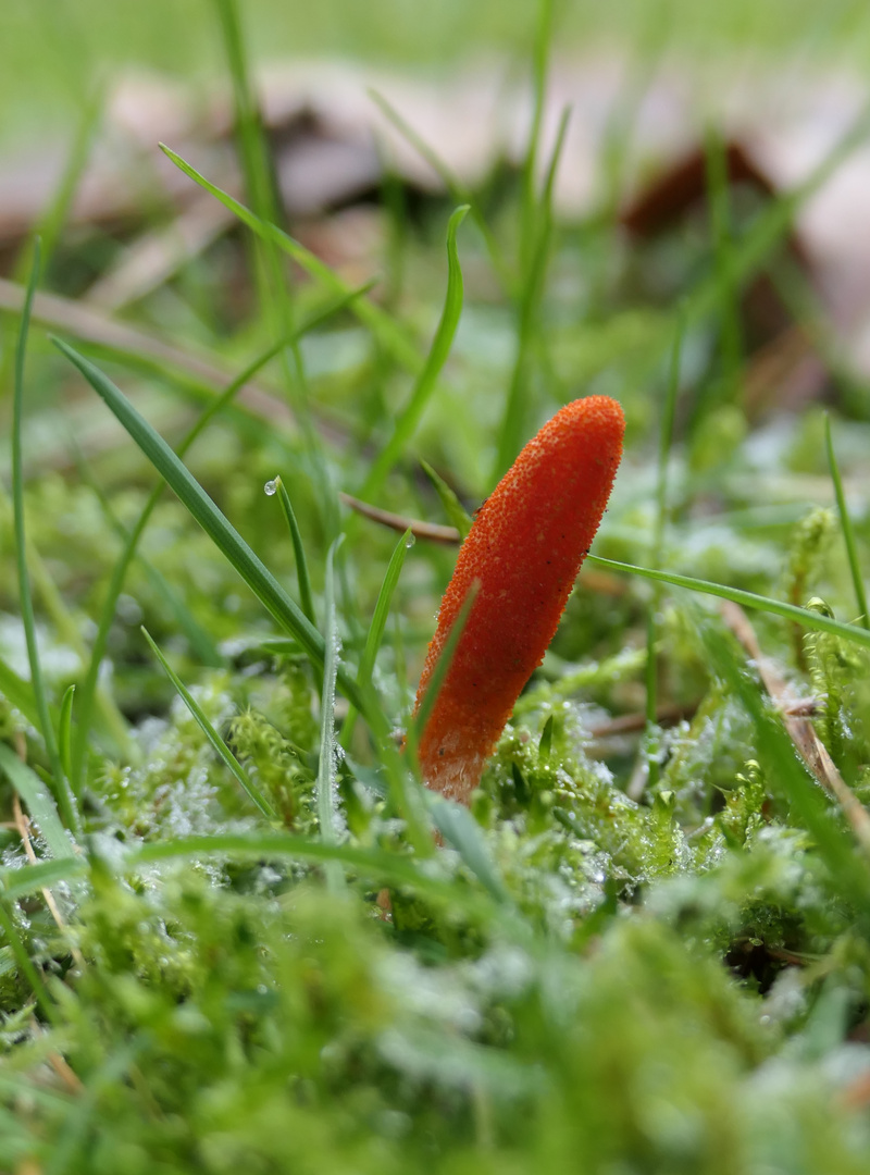 Puppen-Kernkeule (Cordyceps militaris)