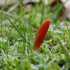 Puppen-Kernkeule (Cordyceps militaris)