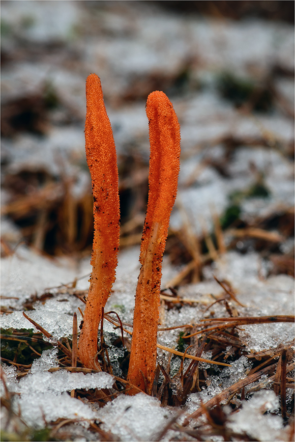 Puppen-Kernkeule (Cordyceps militaris)