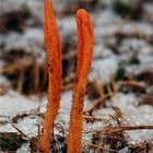 Puppen-Kernkeule (Cordyceps militaris)