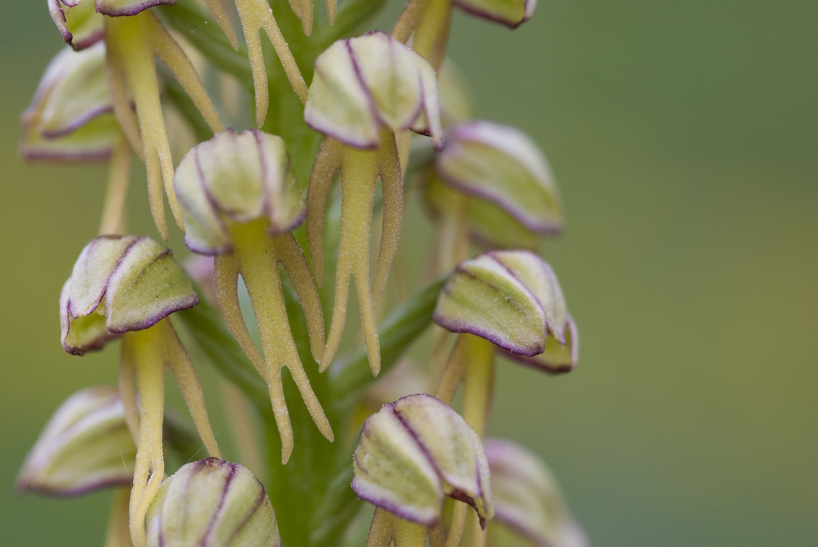 Puppenorchis (Orchis anthropophorum)