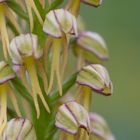 Puppenorchis (Orchis anthropophorum)