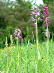 Puppenorchis/Helmknabenkraut als Mutterpfl.rechts die Kreuzung Thüring.2010