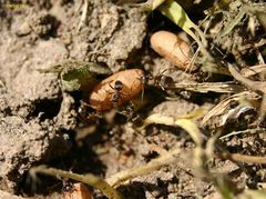 Puppenrettung vor der Sommerhitze