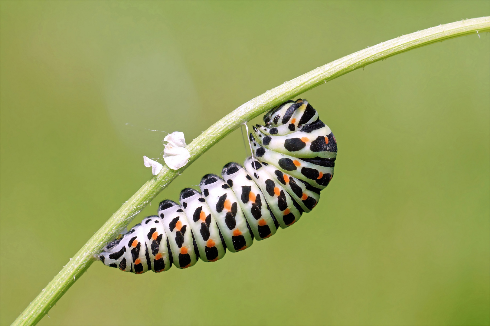 Puppenwiege mit Blümchen