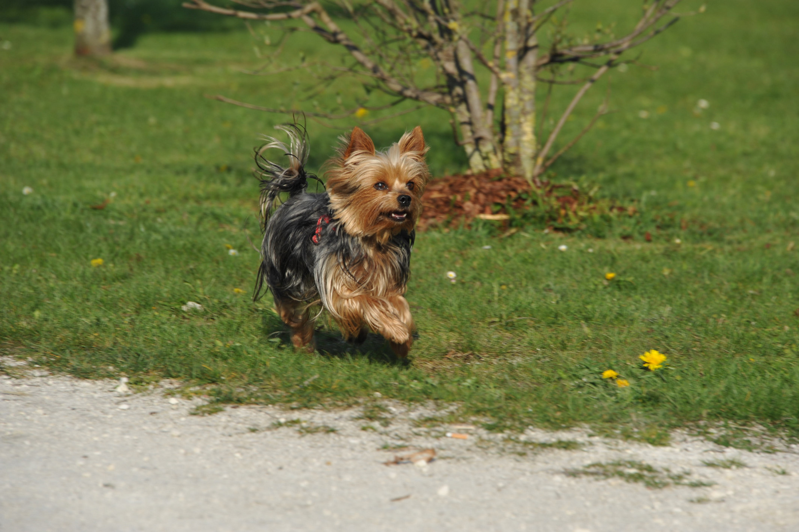 Puppi beim spielen