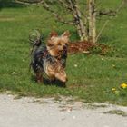 Puppi beim spielen