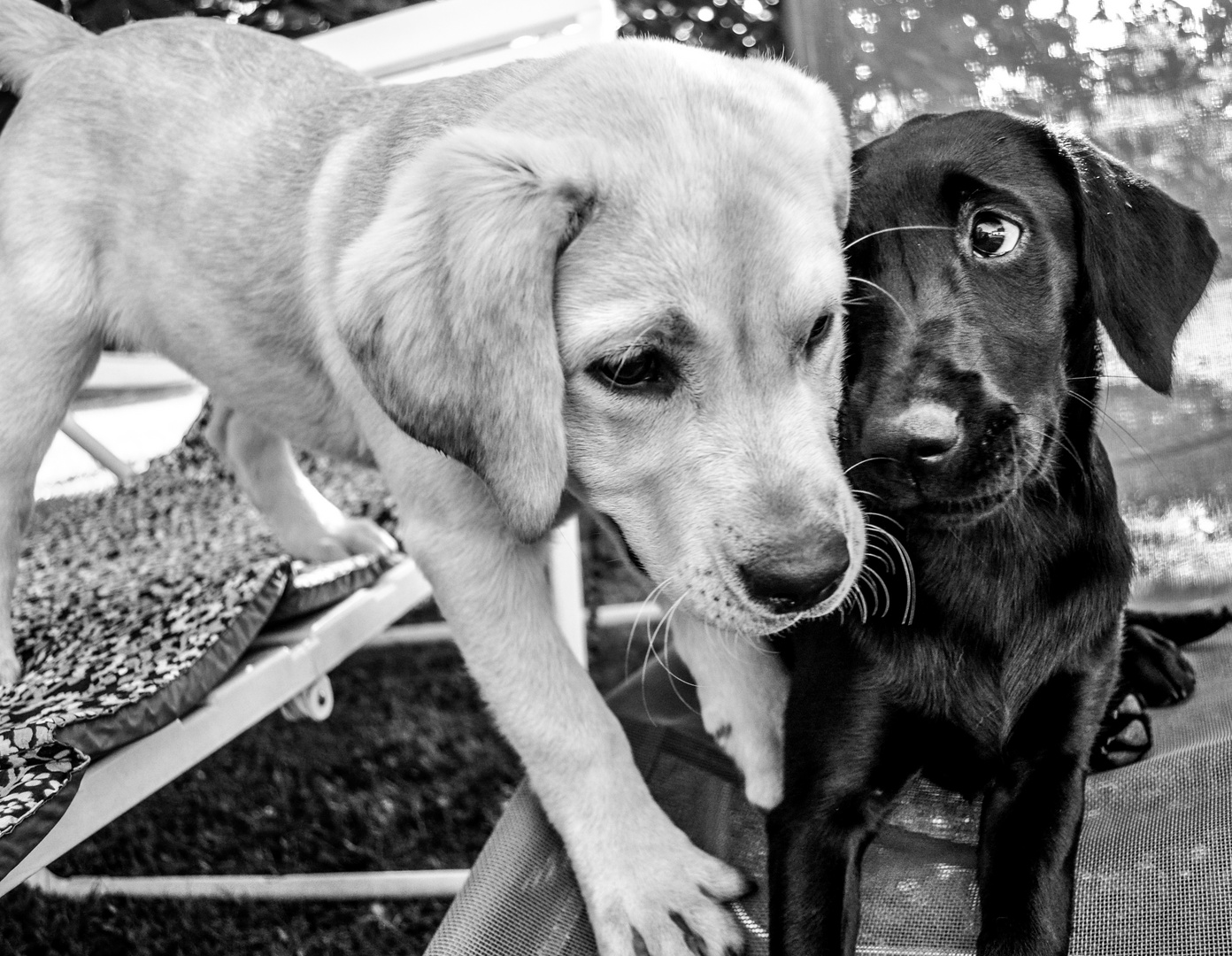 Puppies in Love