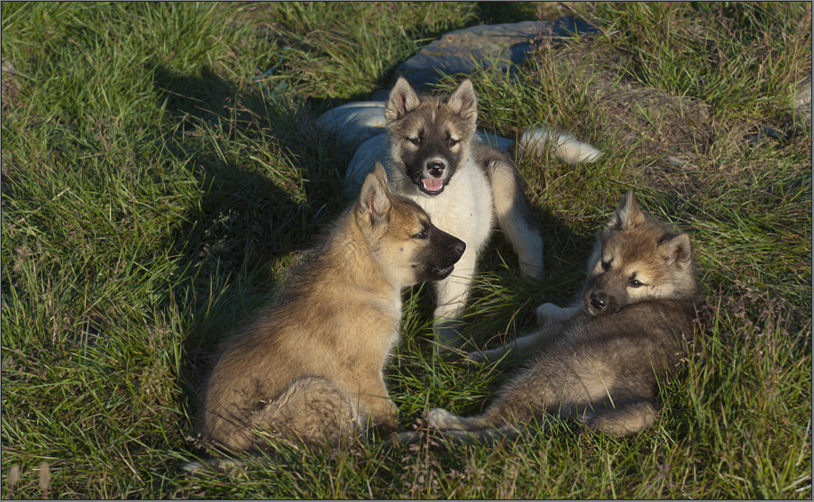 puppies of the greenland - dogs