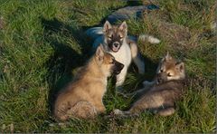 puppies of the greenland - dogs