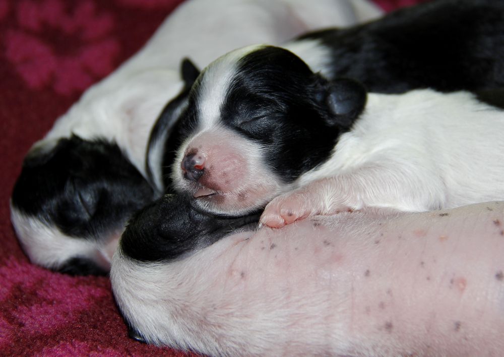 Puppies one week old