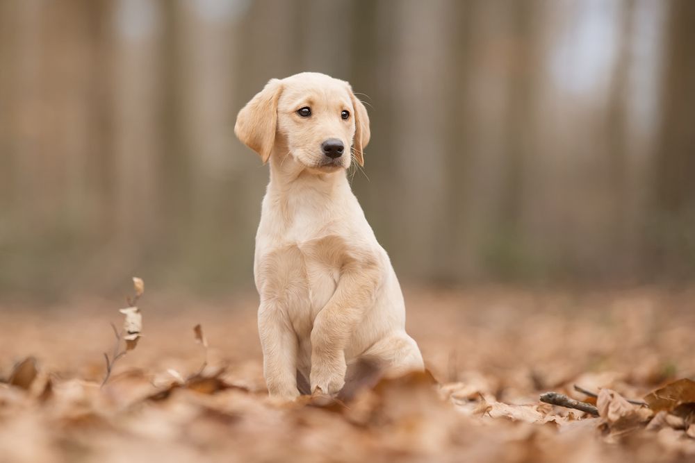 Puppy Foto & Bild | tiere, haustiere, hunde Bilder auf fotocommunity