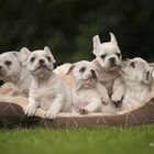 Puppy Bande