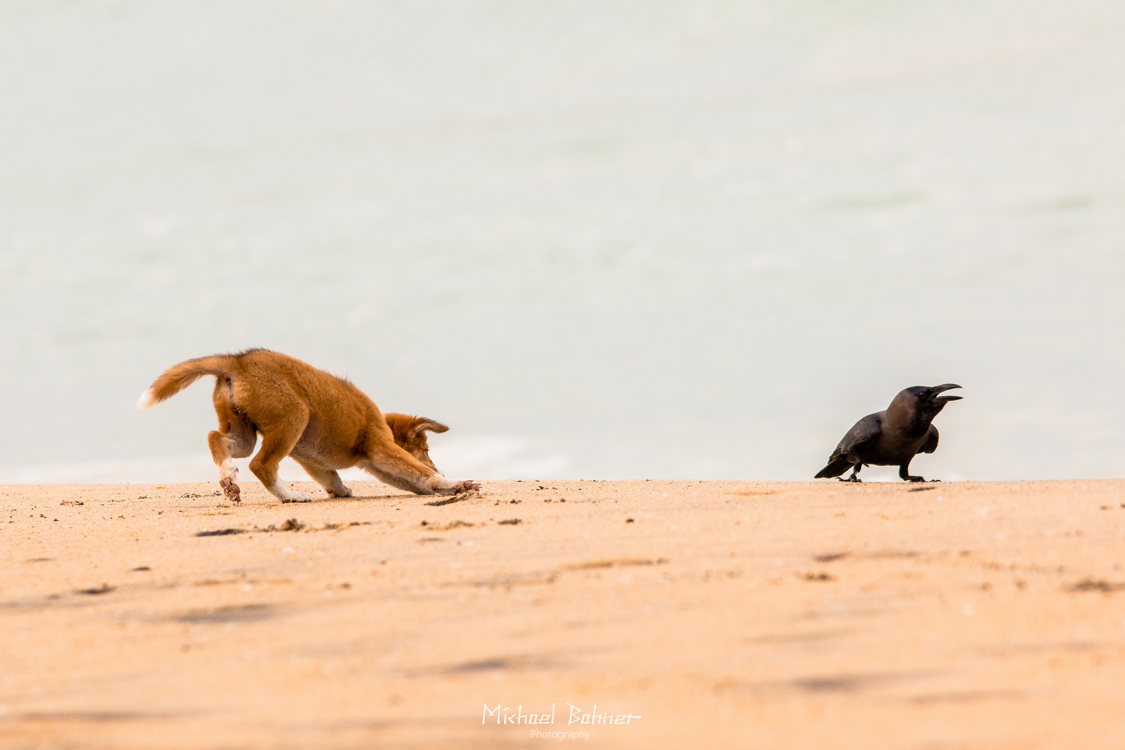 Puppy beim Jagen