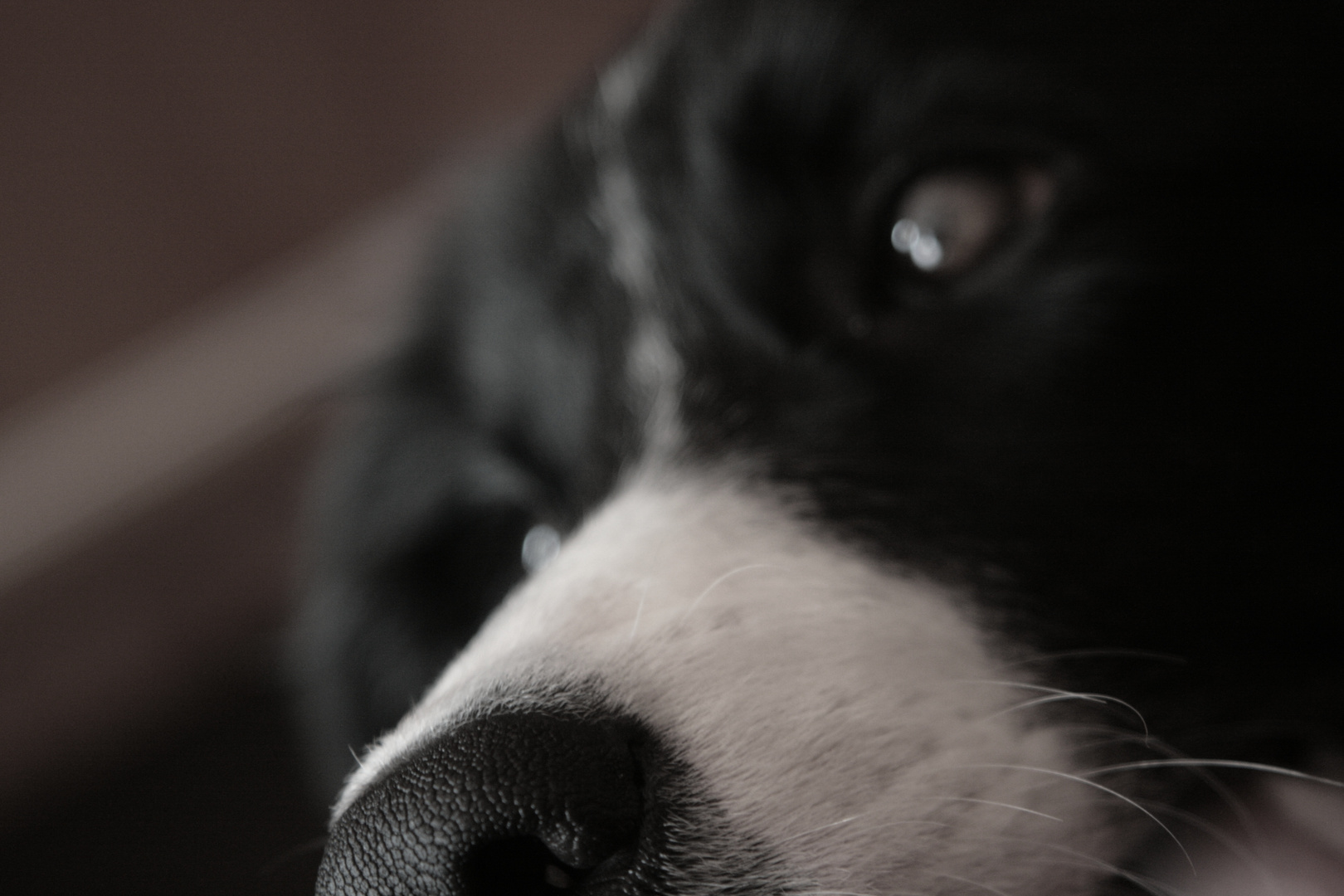 puppy of border collie vel Sally