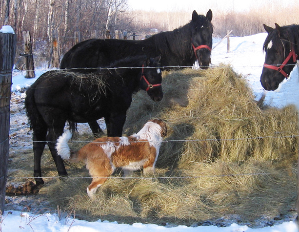 Puppy Sedra and baby foal