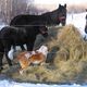 Puppy Sedra and baby foal