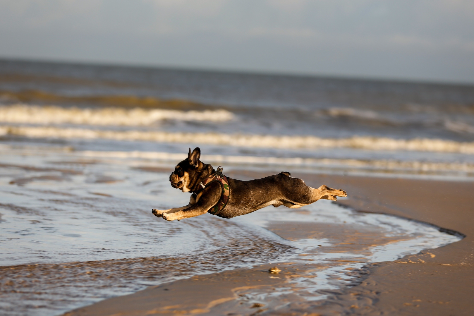 Puppyjump