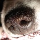 PuppyNose