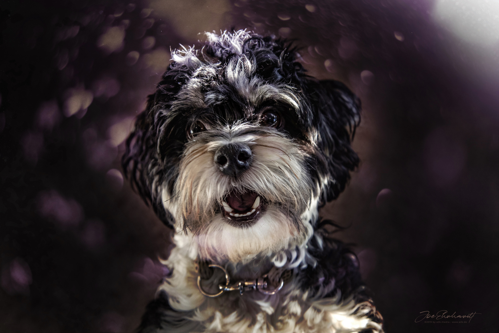 Puppyportrait - Bonny.the.Havanese