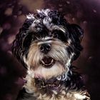 Puppyportrait - Bonny.the.Havanese