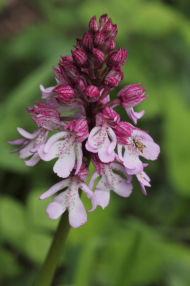 Pupur Knabenkraut - Orchidee des Jahres 2013