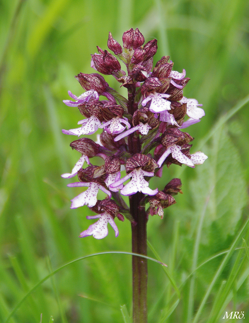 Pupur-Knabenkraut ( Orchis purpurea  )