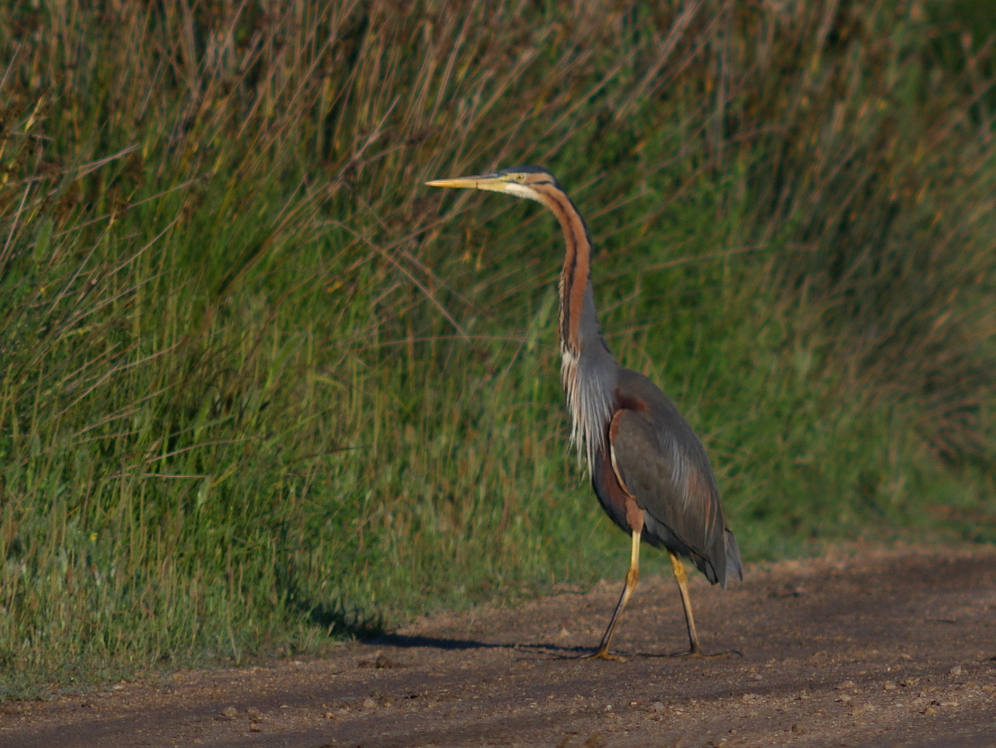 Pupurpurreiher