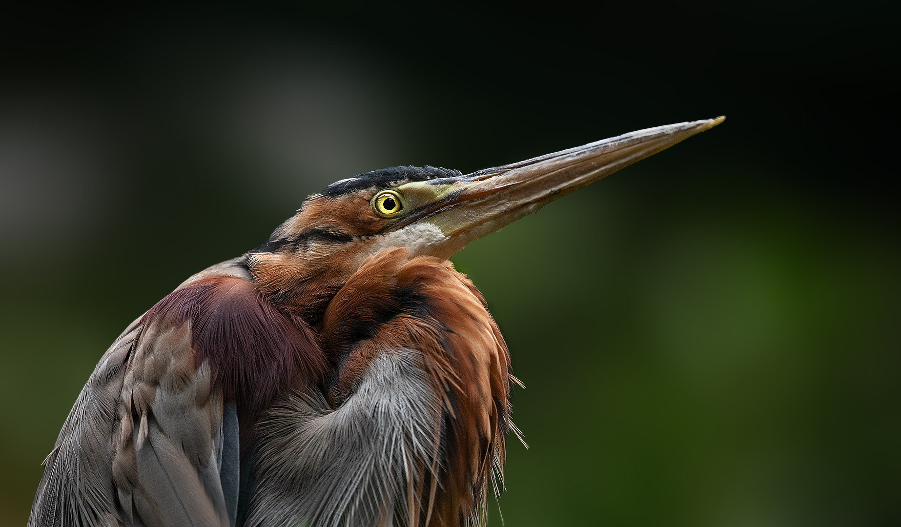 Pupurreiher-Portrait 