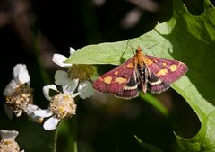 pupurzünsler