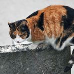 Pur di rompere le b..... mangio anche il pane