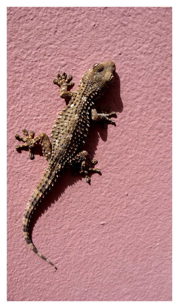 pur lezard marocain