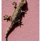 pur lezard marocain