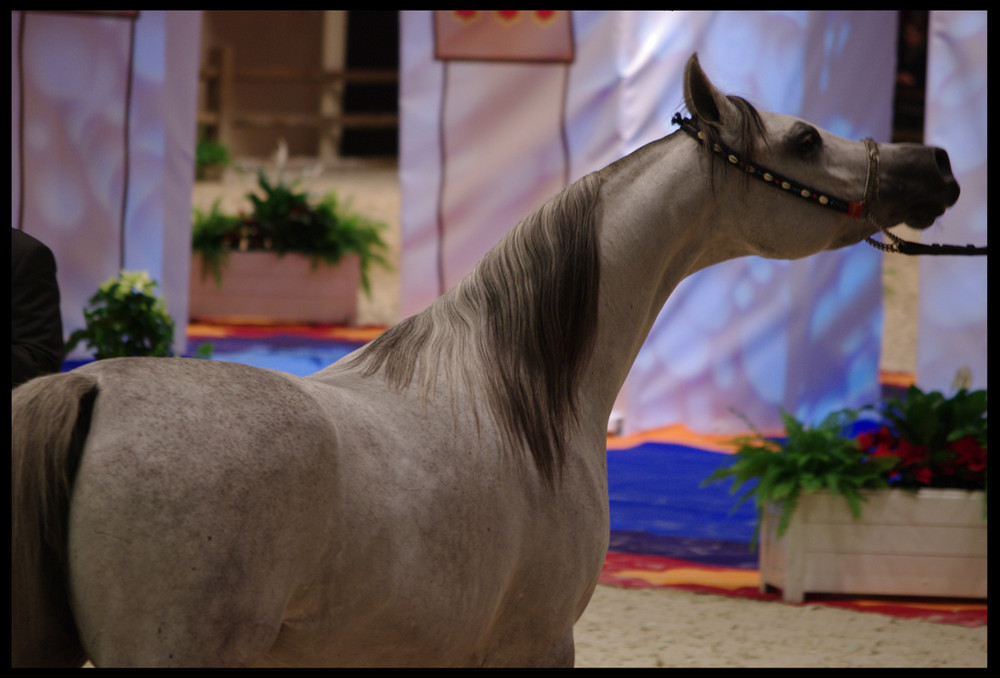 Pur Sang Arabe, Salon du cheval 2008.