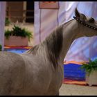 Pur Sang Arabe, Salon du cheval 2008.