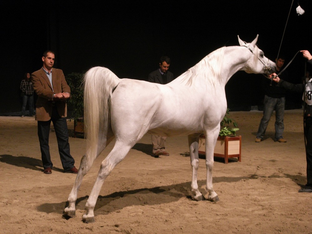 Pur-sang arabe (Salon du cheval d'albi)