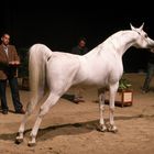 Pur-sang arabe (Salon du cheval d'albi)