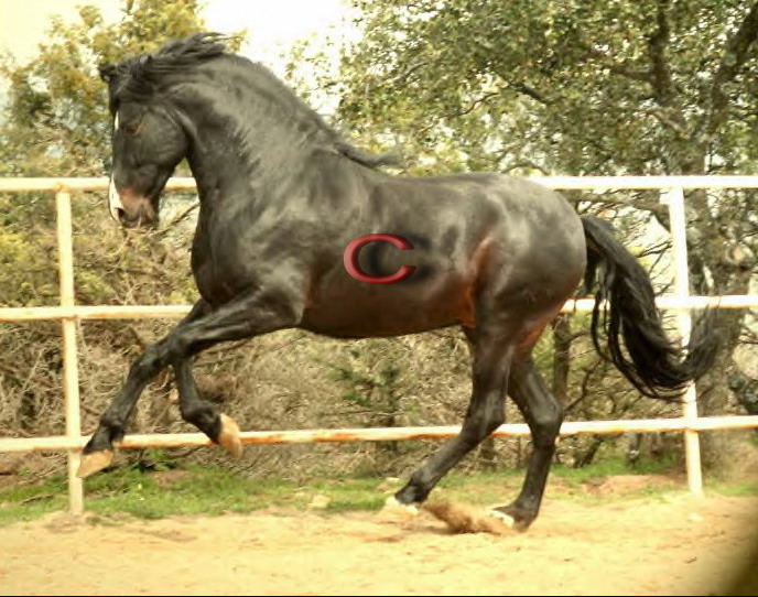 Pura Raza Espanola Stallion