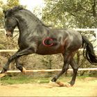 Pura Raza Espanola Stallion