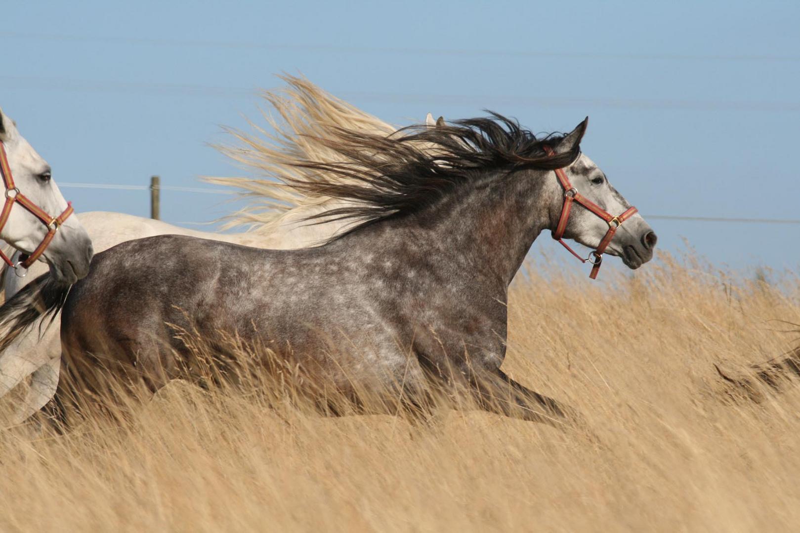 Pura Raza Espanolastute Icona ST aus der Serie: Galopp in Gelb