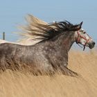 Pura Raza Espanolastute Icona ST aus der Serie: Galopp in Gelb