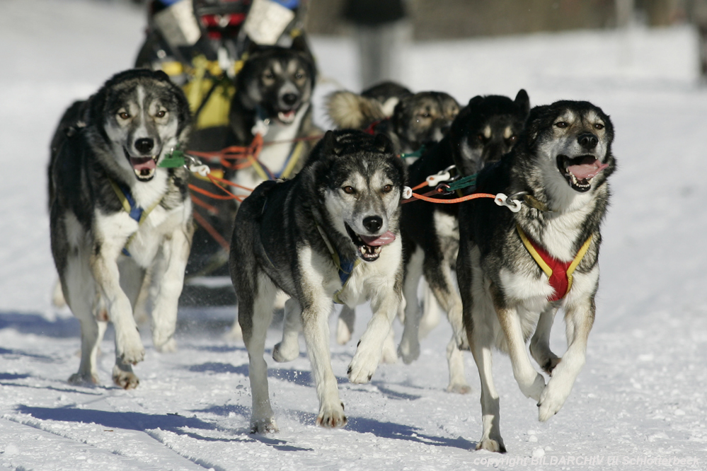 Pure Breed Siberian Huskies - Team Roco Piggola