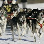 Pure Breed Siberian Huskies - Team Roco Piggola