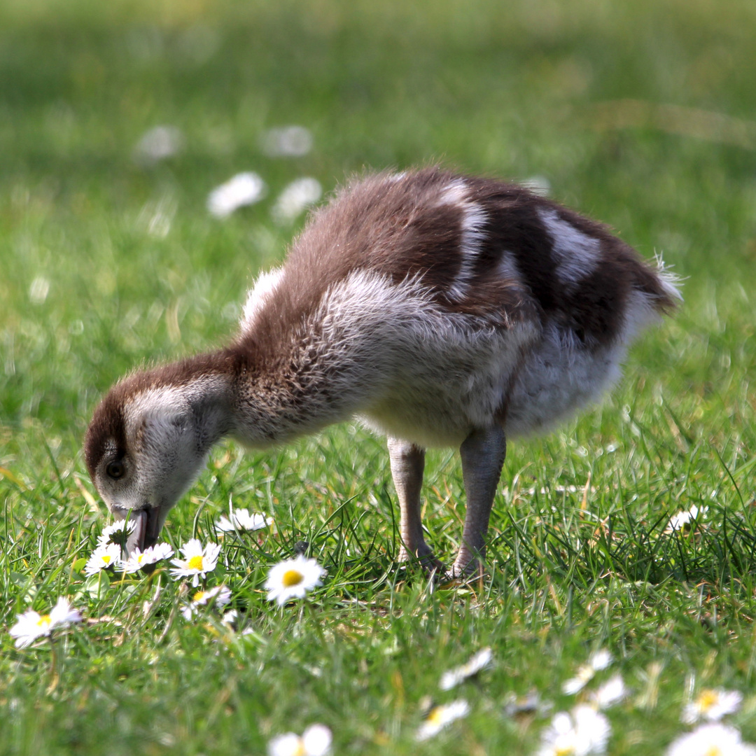 Pure Flauschigkeit