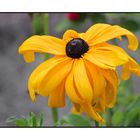 Pure Gold - Rudbeckia I