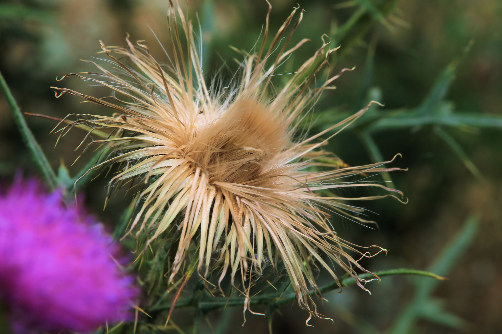 pure naturblume