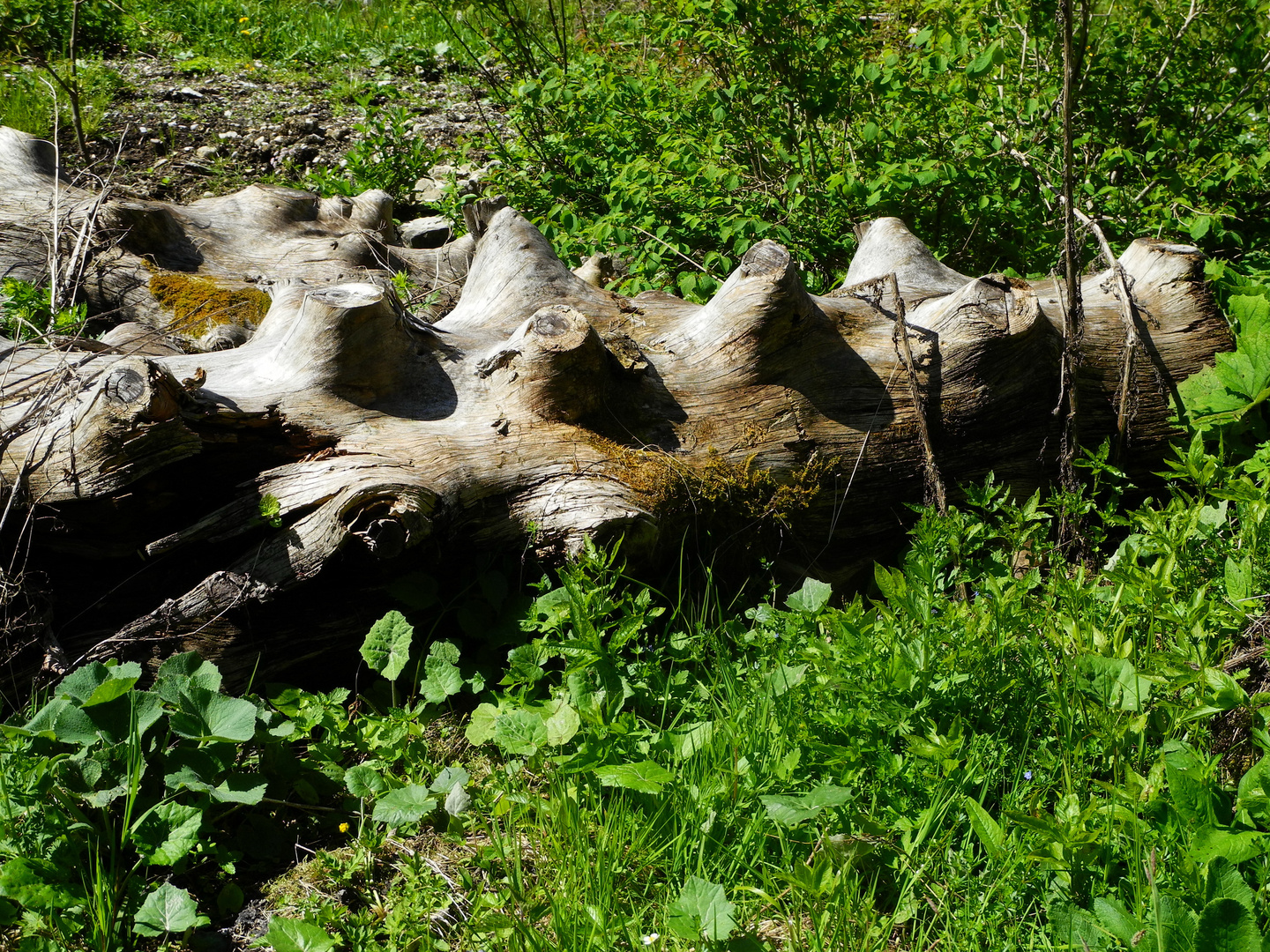 Pure Naturbrüste ohne chir. Eingriffe