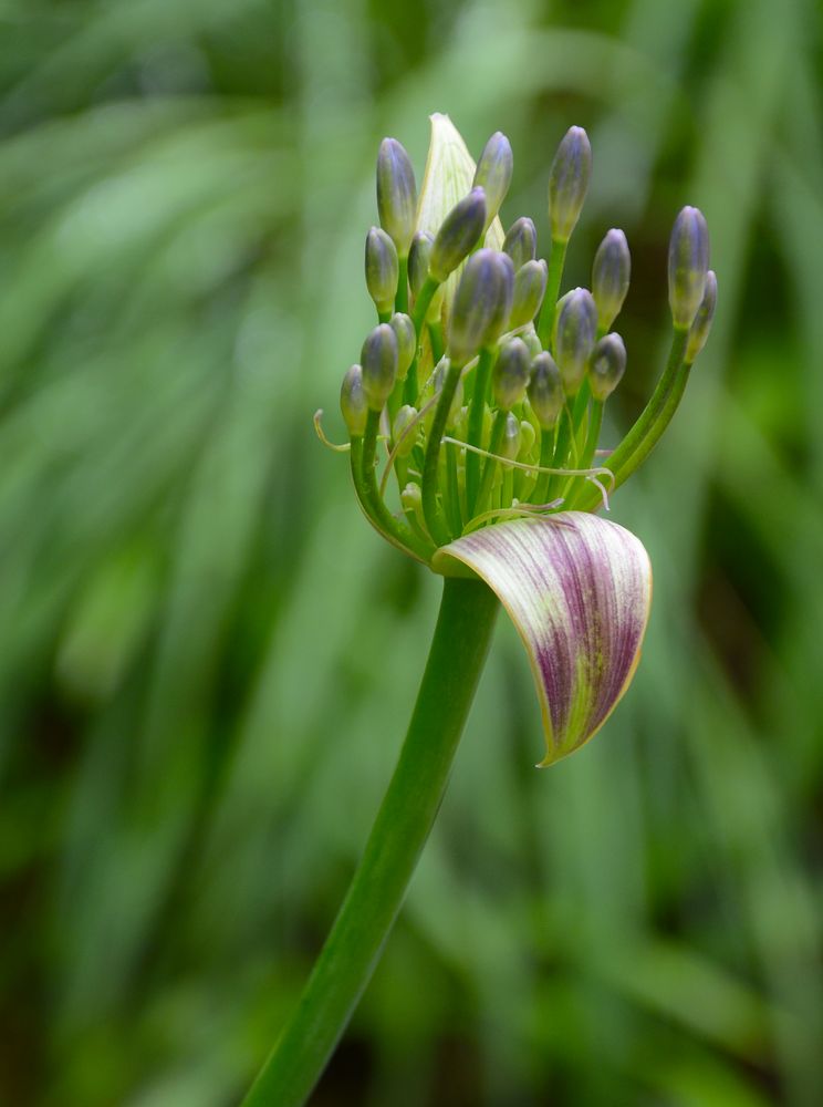 Pure nature von Carina Tiefenthaler 