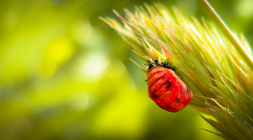 PURE NATURE by Richter Tobias 